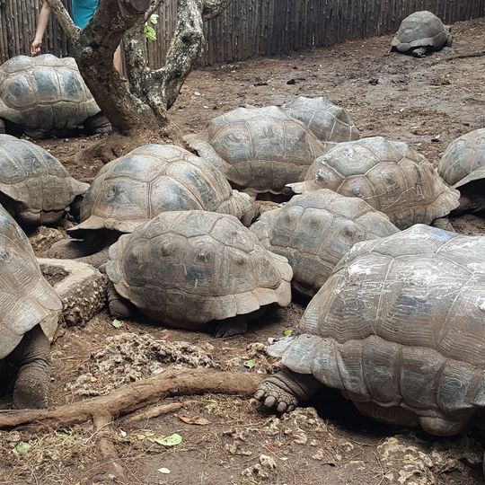 Tortoise Sanctuary