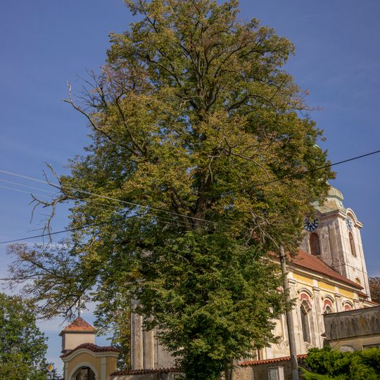 Lípa v Horních Krutech