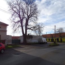 Památný jírovec maďal v Máslovicích