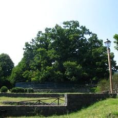 Kastanienbaum der hundert Pferde