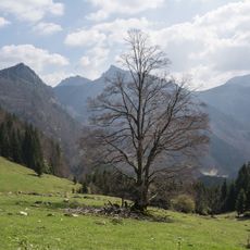 Buche auf der Zaglbauernalm