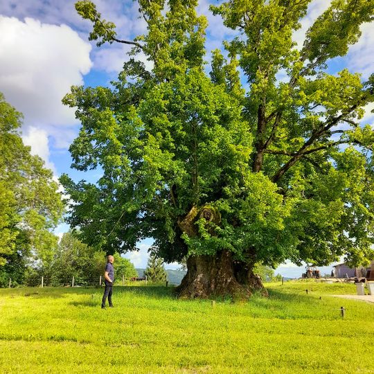 Tilleul de Granges Sauvaget
