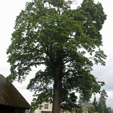 Javor mléč v Červené Vodě