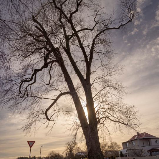 Jilm ve Zlatníkách