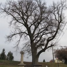 Lípa u hřbitova