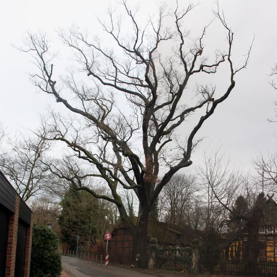 Natural monument Hannover Kapellenbrink 10