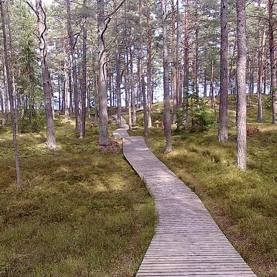 Igora Medņa Lāčupes dendroloģiskie stādījumi