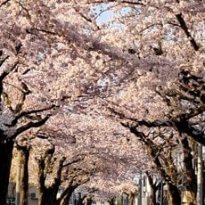 Cherry blossom trees in Sakuragaoka St.