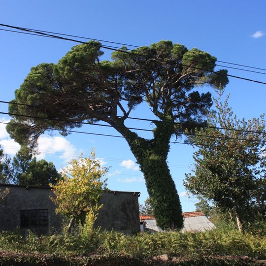 Árvore isolada em Bouça do Paço - Lugar do Paço