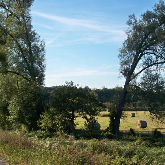 Wendschotter und Vorsfelder Drömling