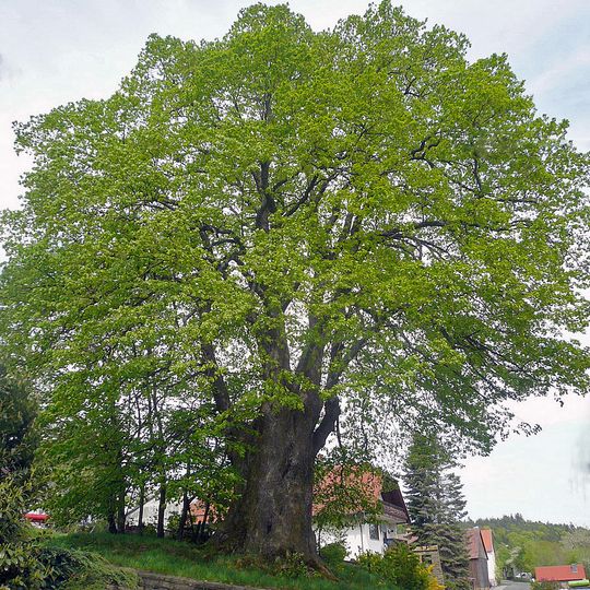 Dorflinde in Harbach