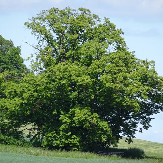 Linde von Dickershausen