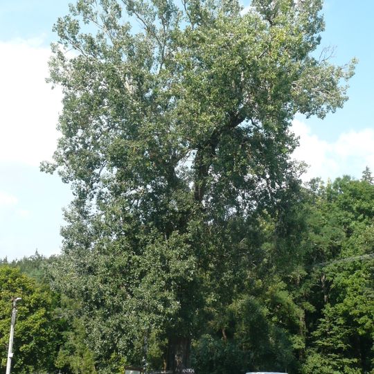Topol bílý v Pozorce