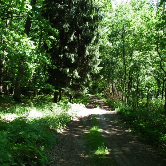 Nature reserve Świetlista Dąbrowa