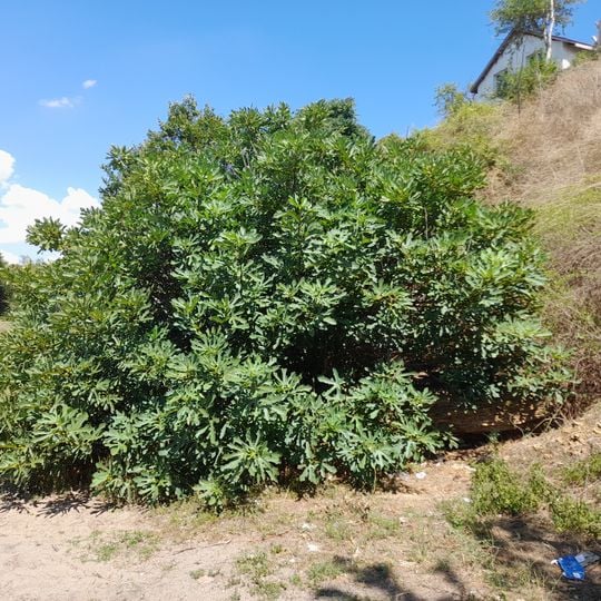 Ovidiopol municipality