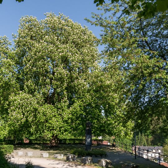 Rosskastanie am Schloss Schönberg