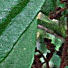 Juan Castro Blanco National Park
