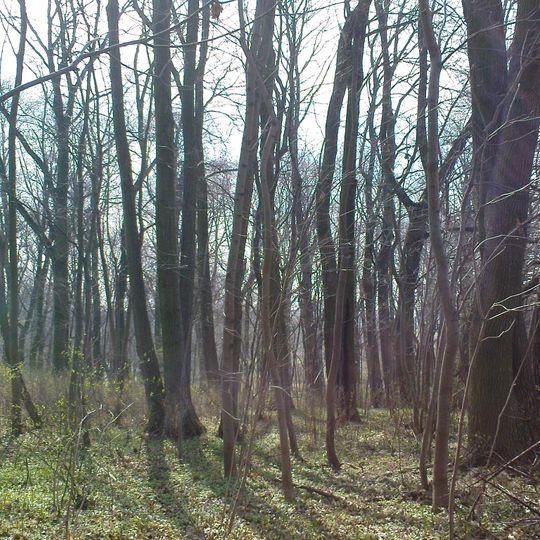 Zespół dworski w Bartodziejach - park