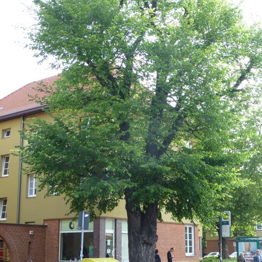 Naturdenkmal Flatter-Ulme in Babelsberg Süd Großbeerenstraße 140, 14482 Potsdam; Flur 10, Flurstück 98 in Potsdam