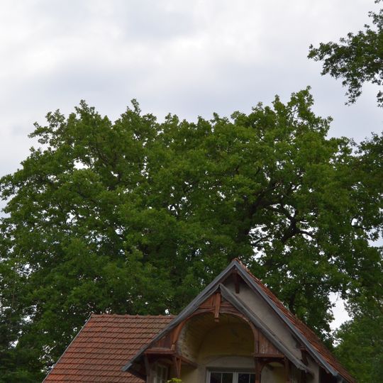 Naturdenkmal Eiche in der Eichenstrasse Schöneiche