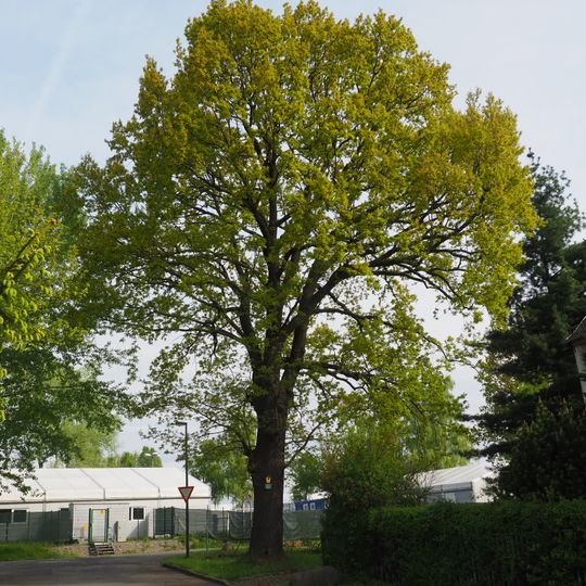 Stiel-Eiche Marsdorfer Straße