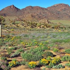 Succulent Karoo