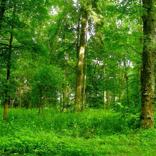 Rezerwat przyrody Dębina