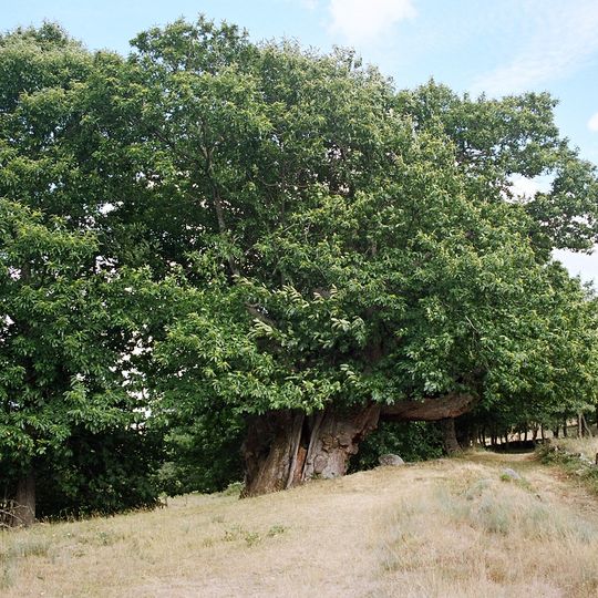 San Martiño de Manzaneda