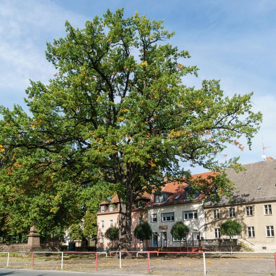 Naturdenkmal Stieleiche Sonnewalde, Marktplatz; Flur 1, Flurstück 783 in Sonnewalde