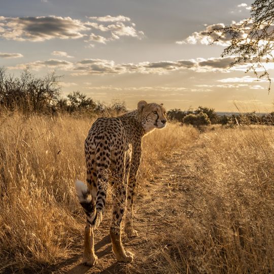 Nǀa’an ku sê Wildlife Sanctuary