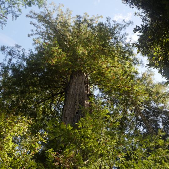 Mendocino Woodlands State Park