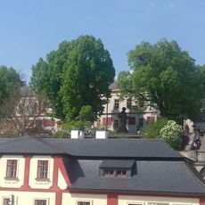 Lípa srdčitá (Tilia cordata) 3 ks