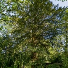 Eibe im Schlosspark Schönberg