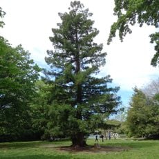Albero