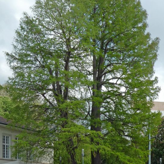 3 Sumpfzypressen im Kurpark