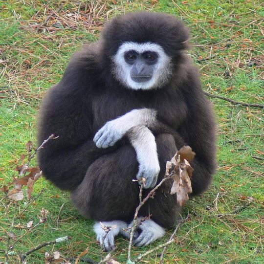 Parc animalier et botanique de Branféré