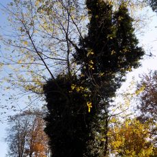 Javor stříbrný v Jindřichovickém zámeckém parku