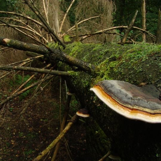 Rezerwat przyrody Zimna Woda