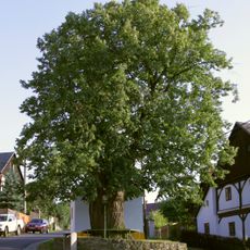 Lípa v Nové Vsi u Střekova