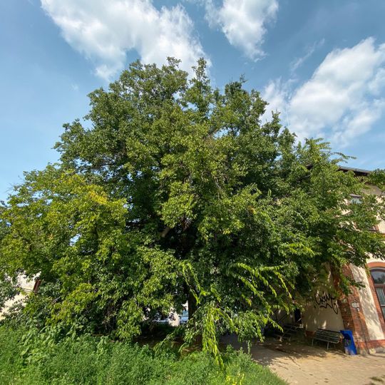 Břestovec západní na nádraží Střelice