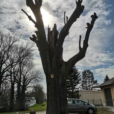 Naturdenkmal Winterlinde