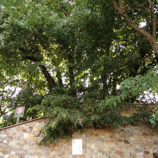 Lípa v Chabech