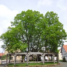 Linde in Sebbeterode