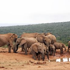 Addo Elephant National Park