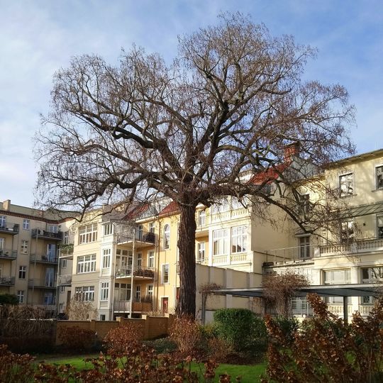 Kaukasische Flügelnuß in der Berliner Vorstadt