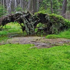 Pavlova Huť Nature Reserve