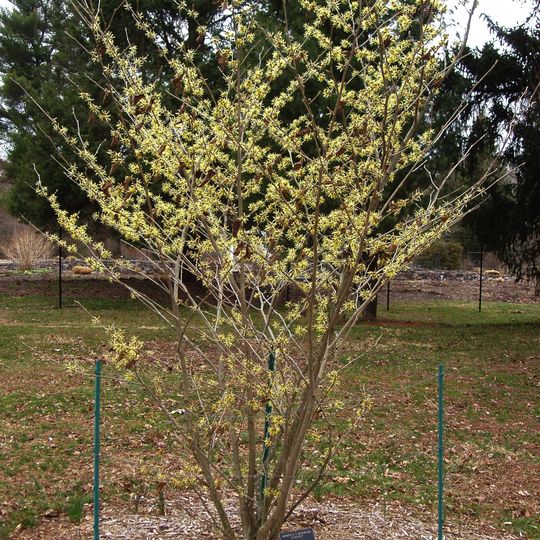 Arboreto y jardines del Colonial Park