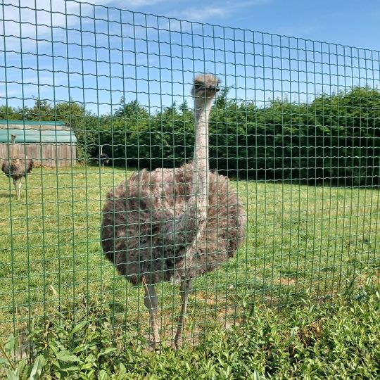 Le Camélus - Ferme Pédagogique