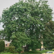 Ořešák v Doubravce