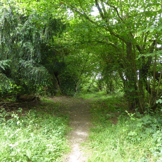 Thursford Wood